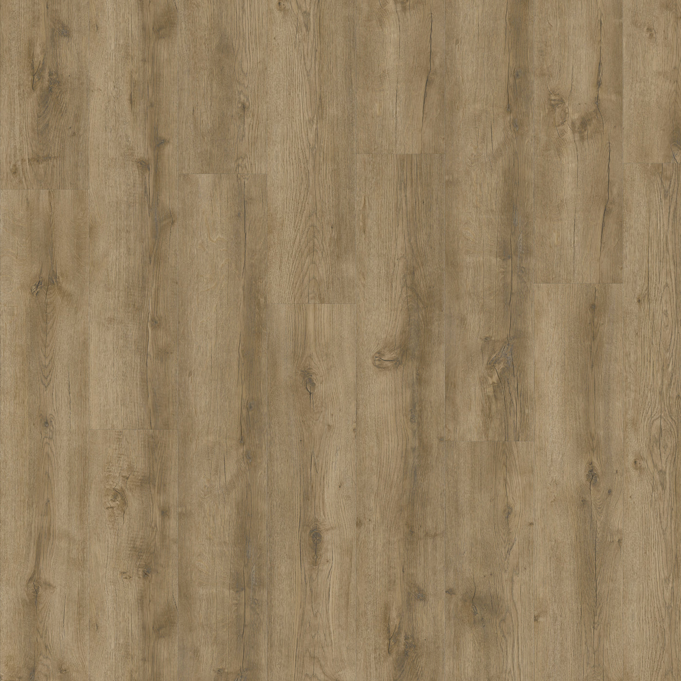 Sirona — Fincastle Oak