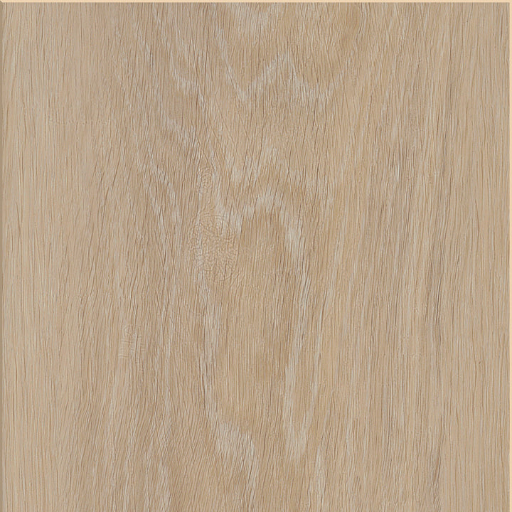 Silk Oak